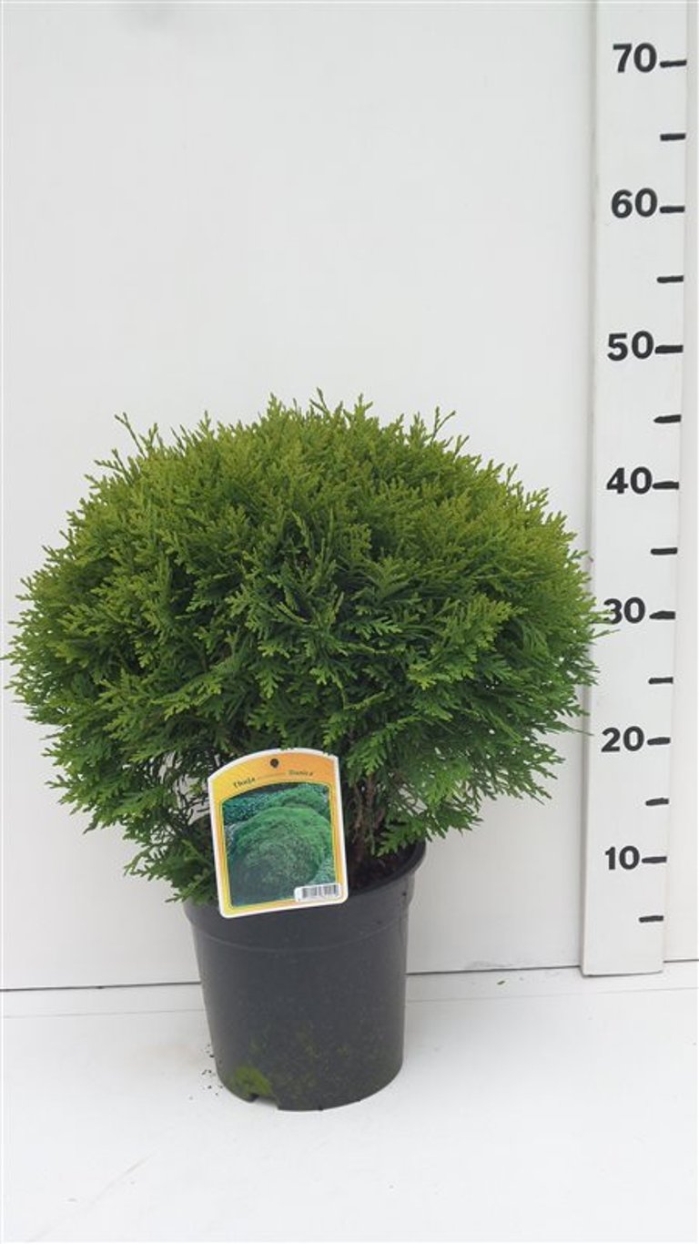 Thuja occ. 'Danica' - C3 30-40 CM